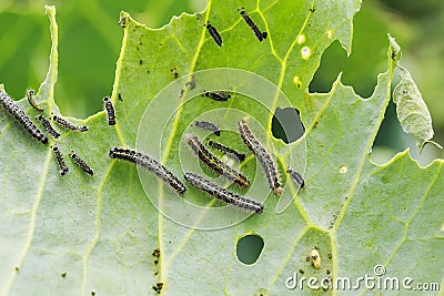 Nasty black caterpillars crawl on green cabbage leaves and eat them in the garden on the farm in summer Stock Photo