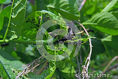 Nasty bugs on the leaves Stock Photo