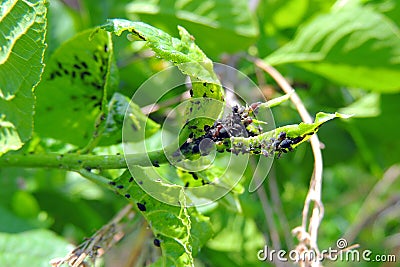 Nasty bugs on the leaves Stock Photo