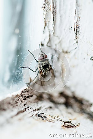 Nasty Housefly in a Window Stock Photo