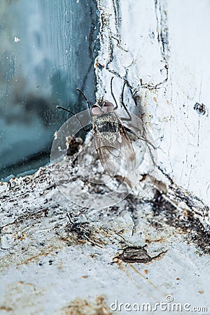 Nasty Housefly in a Window Stock Photo