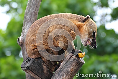 Nasua coati eating banana Stock Photo