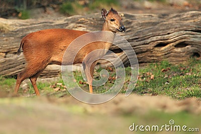 Natal duiker Stock Photo