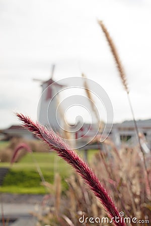 Natal grass Stock Photo