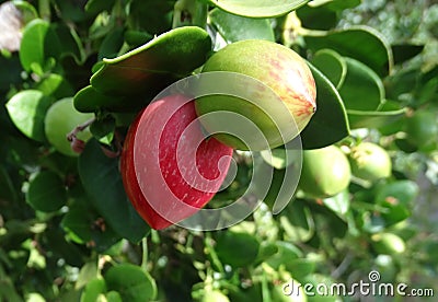 Natal plum, Large Num Num, Carissa macrocarpa Stock Photo