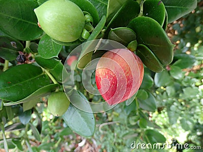 Natal plum, Large Num Num, Carissa macrocarpa Stock Photo