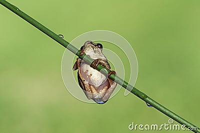 Natal Tree Frog, holding on, desperation, symbolic of life, when the going gets tough, hanging off a twig, branch, about to fall, Stock Photo