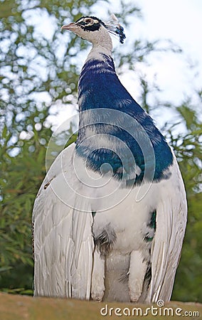 Peacock proud bird open forest Stock Photo