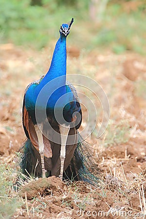 Peafowl, national bird of india Stock Photo