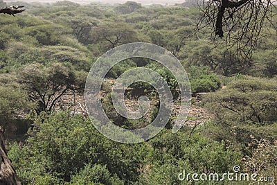 National Park Lake Manyara Stock Photo