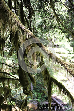 National park Mount Rainier in Norh America Stock Photo