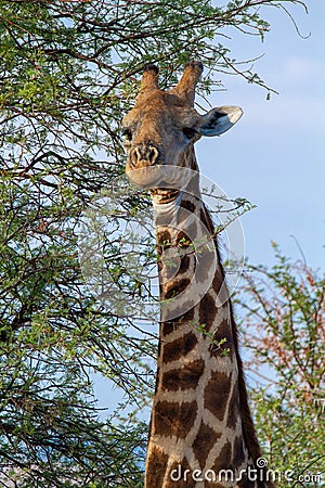 giraffe national parks of namibia between desert and savannah Stock Photo