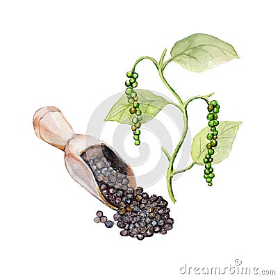 The national spice black pepper with a plant on white background, watercolor illustration Cartoon Illustration