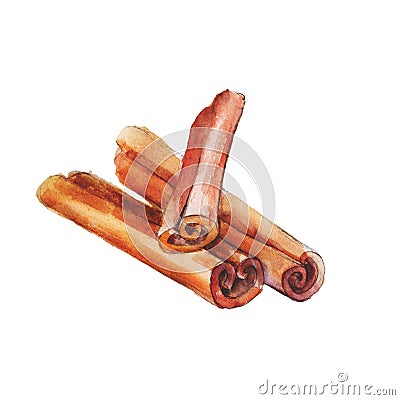 The national spice cinnamon on white background, watercolor illustration Cartoon Illustration