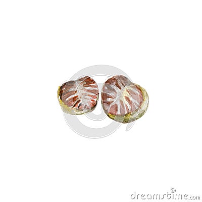 The national spice nutmeg on white background, watercolor illustration Cartoon Illustration