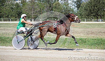 National trotting derby in Ploiesti - third place Editorial Stock Photo