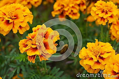 National Ukrainian autumn unusual and festive street flowers with small green leaves. Red and orange chernobrivtsi growing on Ukra Stock Photo