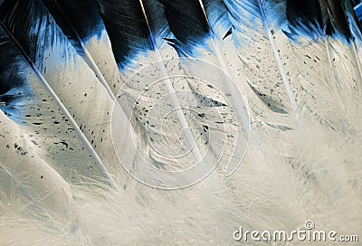 Native American Blue Feather Textures Stock Photo