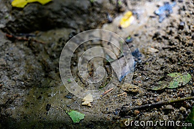 Native American Indian bird point arrowhead in creek bed Stock Photo