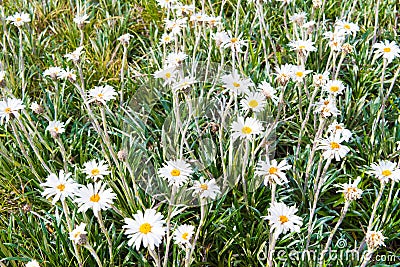 Native Australian flowers in Kosciuszko National Park, NSW, Australia Stock Photo