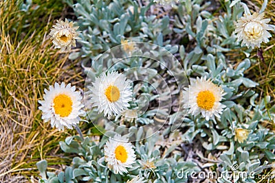 Native Australian flowers in Kosciuszko National Park, NSW, Australia Stock Photo