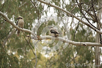 Native Australian Kookaburras in a forest of gumtrees Stock Photo