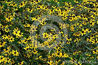 Native Brown-Eyed Susan is a herbaceous perennial. Stock Photo