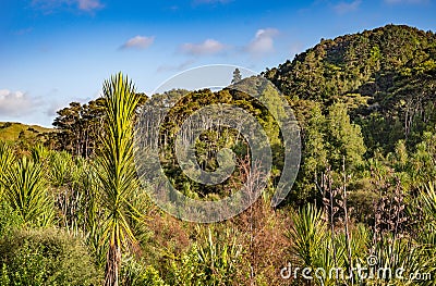 Native bush on a hillside Stock Photo