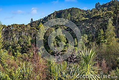 Native bush on a hillside Stock Photo