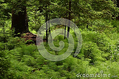 Native european forest with horsetails plants Stock Photo