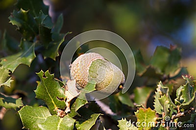 Native evergreen mediterranean plant - kermes oak Quercus coccifera . Acorn. Cyprus variegated bush Stock Photo