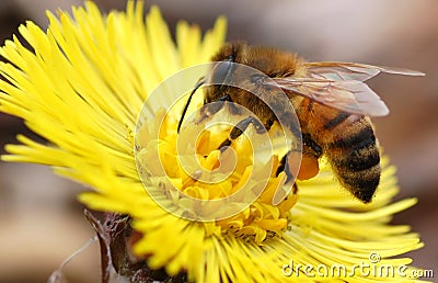 Native Honey Bee Stock Photo