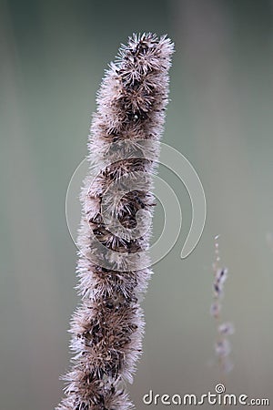 Native Iowa blazing star plant Stock Photo