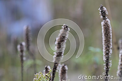 Native Iowa blazing star plant Stock Photo