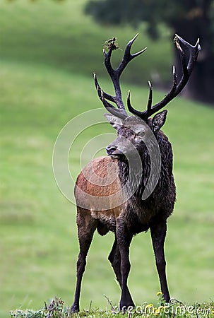 Native Irish Red Deer Stag Stock Photo