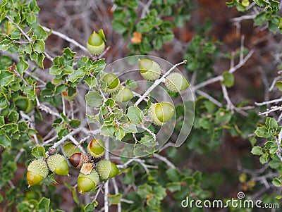 Native mediterranean plant - kermes oak (Quercus coccifera) Stock Photo