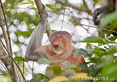 The Wild Proboscis Monkeys of Bako National Park, Sarawak Province, Malaysia Stock Photo