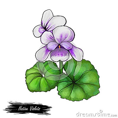 Native violets flowers isolated digita art illustration. Cartoon Illustration