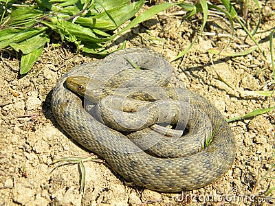 Natrix tessellata - Dice snake - Stock Photo