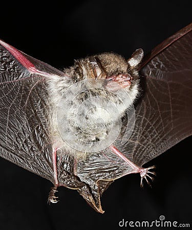 Natterer's Bat open wings on black Stock Photo