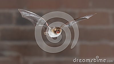 Natterers bat flying frontal view Stock Photo