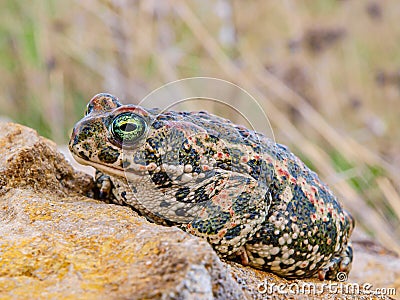 Natterjack toad Epidalea calamita Stock Photo