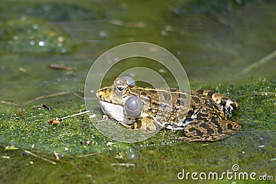 Natterjack toad in water Stock Photo