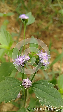 Natur green pople rose beautiful Stock Photo