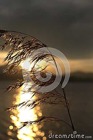 Natur Editorial Stock Photo