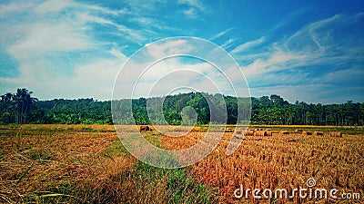 Natur Stock Photo