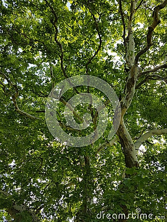 Natur Wald wood forest Natur Stock Photo