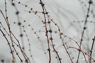 Natural absctract background with dry plants Stock Photo