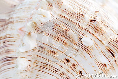 Natural abstract background. Close-up white seashell wavy texture with relief brown strips. Stock Photo