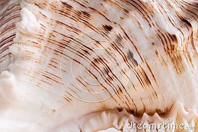 Close-up white seashell wavy texture with relief brown strips. Stock Photo